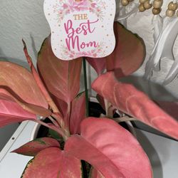 Chinese Evergreen Pink Plant In White Ceramic Pot 