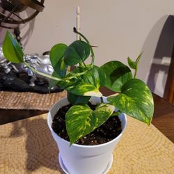 Happy Healthy Pothos
