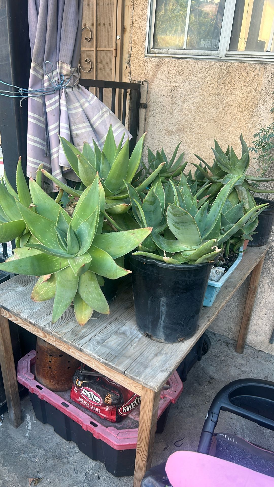 aloe Vera Plants