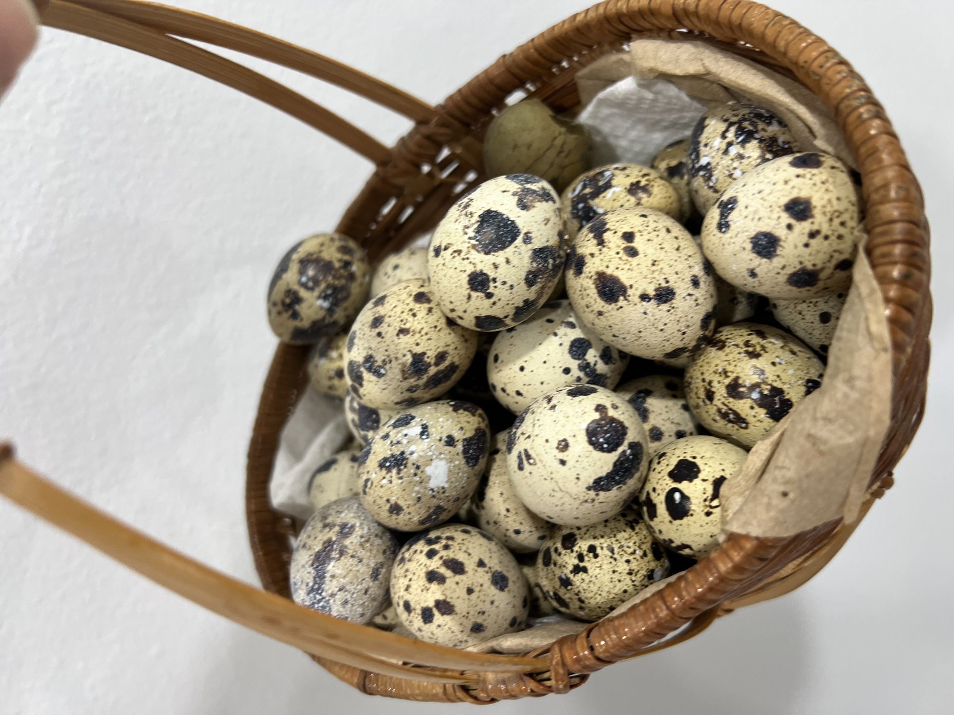 Quail Eggs Fertilized Hatchlings Chicks