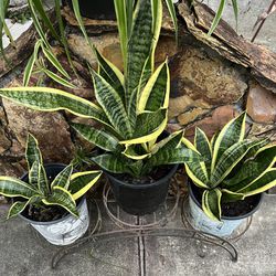 SANSEVERIA SUBURPIA SNAKE PLANT MOTHER IN LOW TONGUE IN PLASTIC POT 