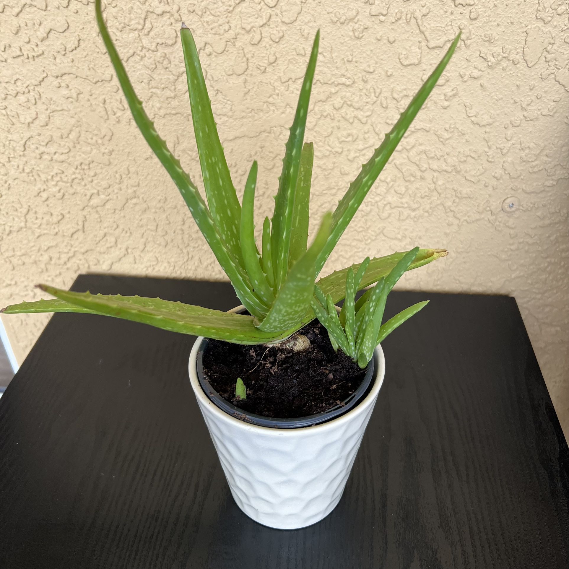 Aloe Vera Plant 9” Height 