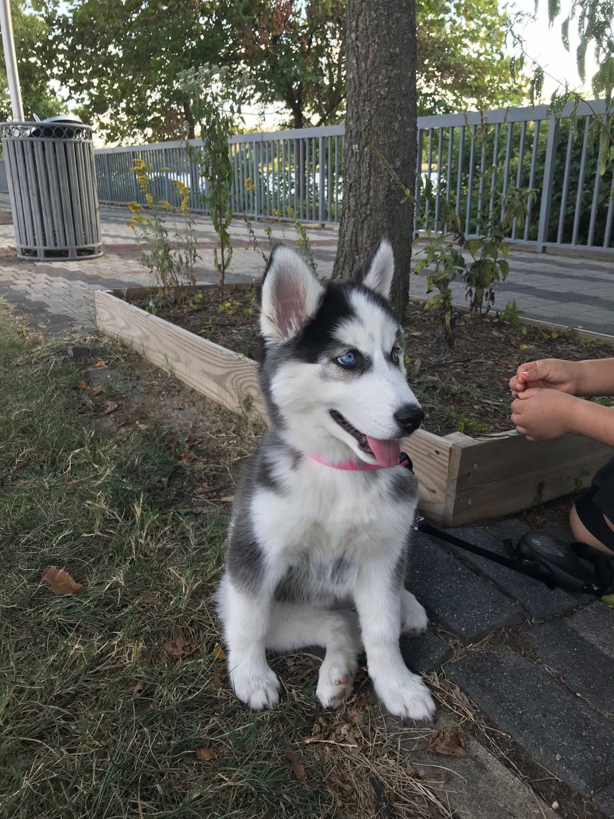 Huskey