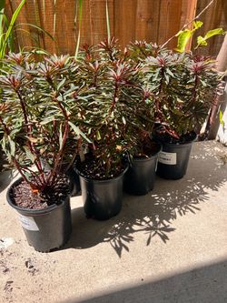 Euphorbia Miner’s Merlot