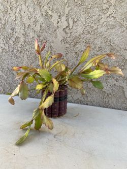 Rhipsalis in Resin Books Pot