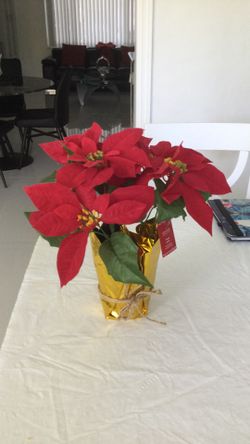 Potted Poinsettia