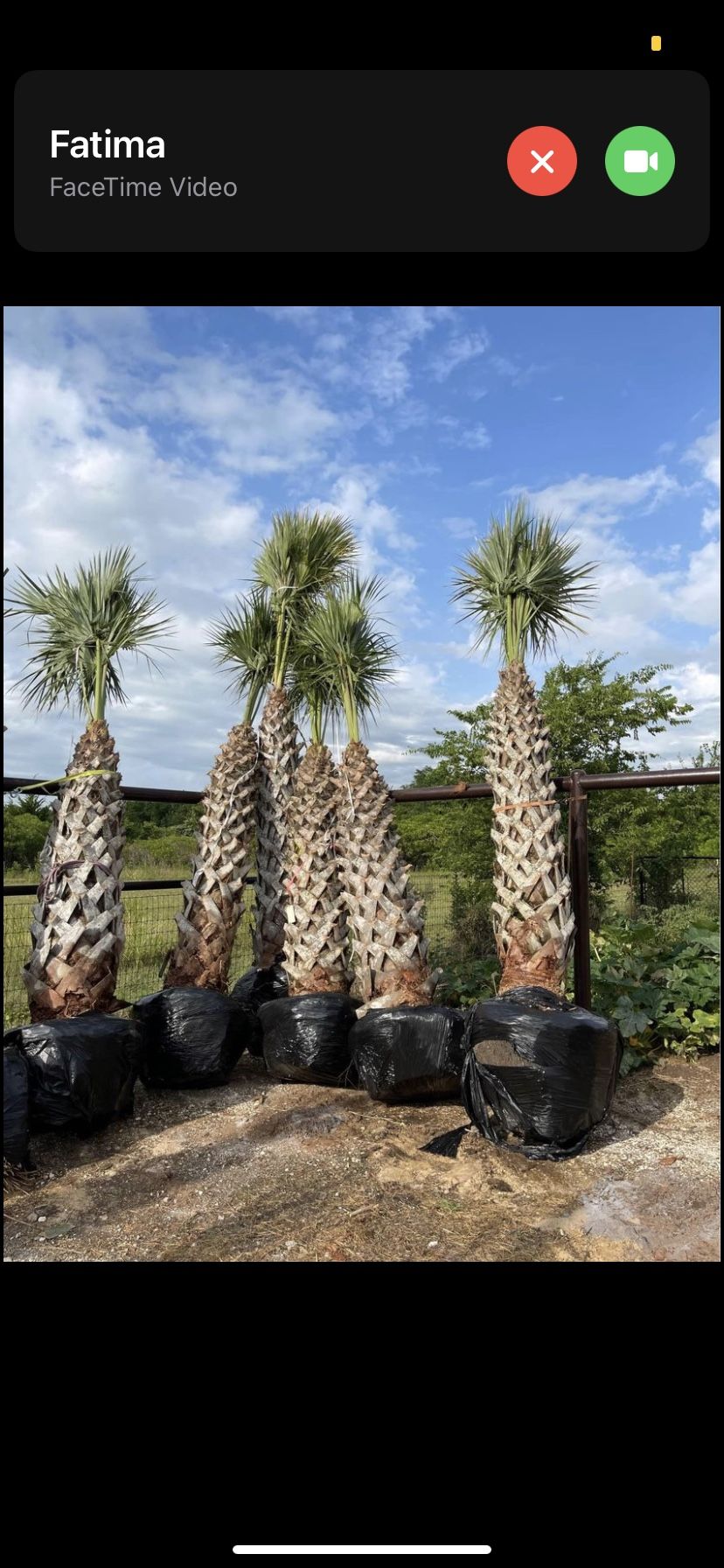 Texas sable palm Trees