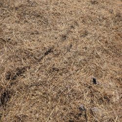 Free Hay