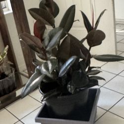 Burgundy Rubber Tree plant