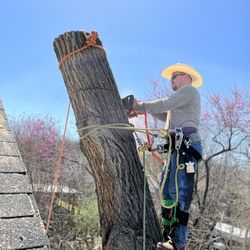 Stump Removal And Grinding