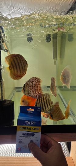 Discus general API treatment for sale