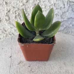 2 Inch Pot Succulent Plant - Crassula Ovata Light -  Lemon Jade - Rooted & Established - Drought Resistant 🪴 Great Baby Shower or Wedding Favors