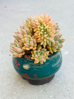 Succulents plants 🪴