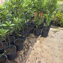 Japanese Blueberry Tree 3gallones 3ft Tall 