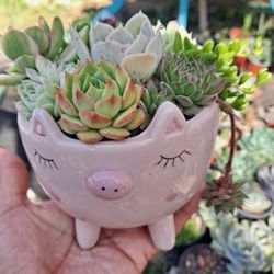 Succulent Arrangement 