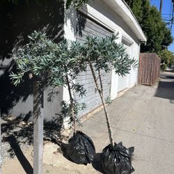 Buddhist Pine Plant / Tree / Hedge