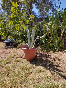 Blue Agave (Multiple Sizes)