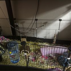 2 4 month old guinea pigs