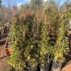 Pink Jasmin Vines 15 Gal