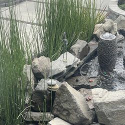 EQUISETUM HYMALE "HORSETAIL REED"