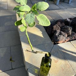 Nicotiana Glauca Plant