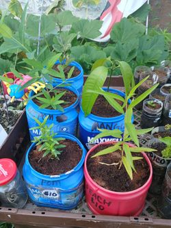 Fruit TREES