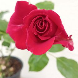 Live Blooming Rose Plant 1-gal Beautiful Pure Red Color