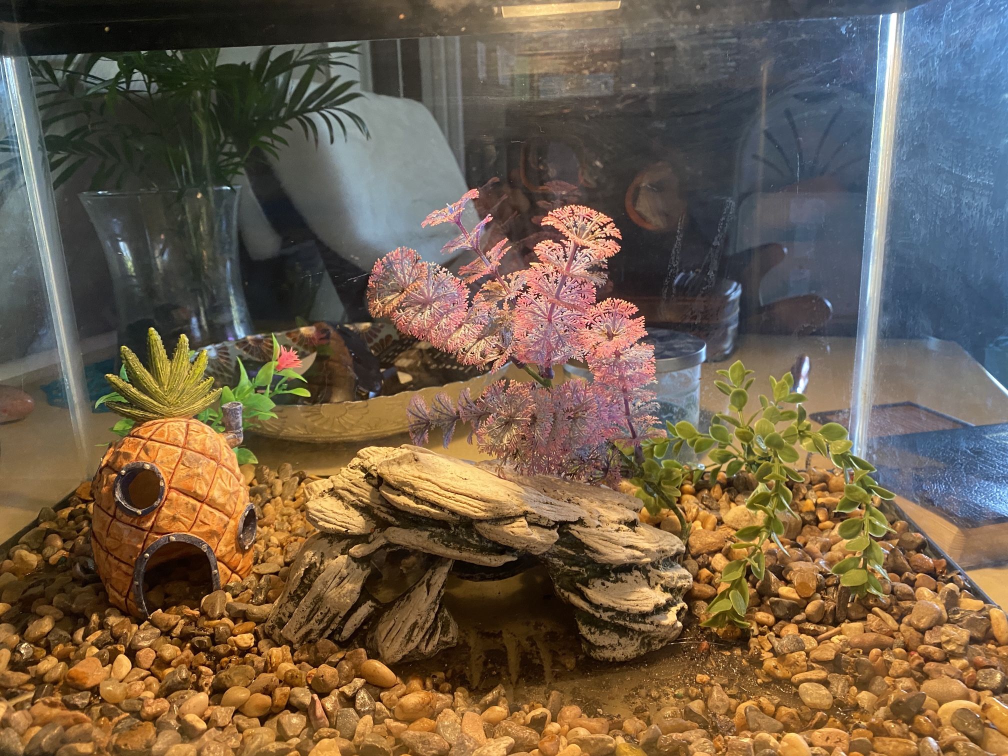 10 gallon aquarium Fish Tank