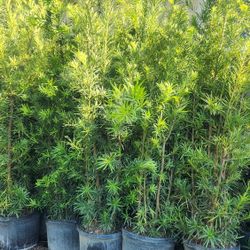 Podocarpus Plants For Inmediate Privacy!!! 6 Feet Tall! Fertilized 