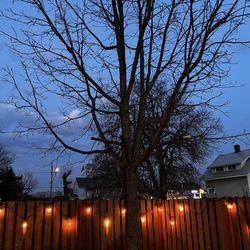 Free black oak tree
