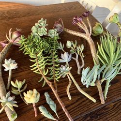 Variety Of succulent Cuttings Over 50 Varieties $1 Each