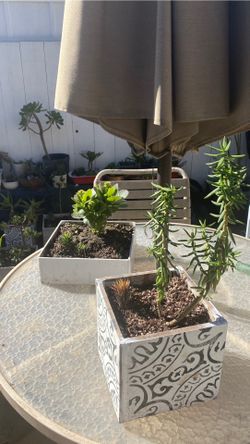 Beautiful plants $10 each