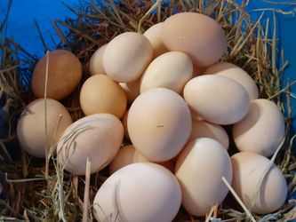 Organic eggs for sale