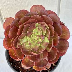 Gorgeous Aeonium Big Bang