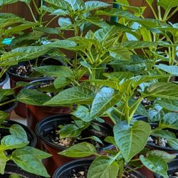 Tabasco Pepper - Make Your Own Tabasco Sauce!
