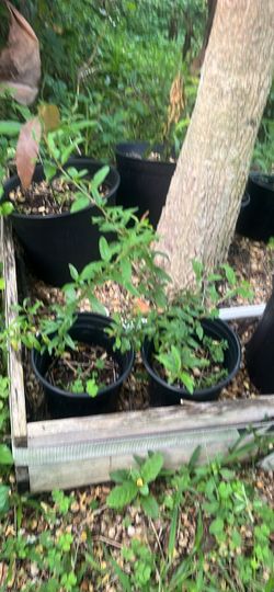 Pomegranate  seedlings Black Nursery Pots