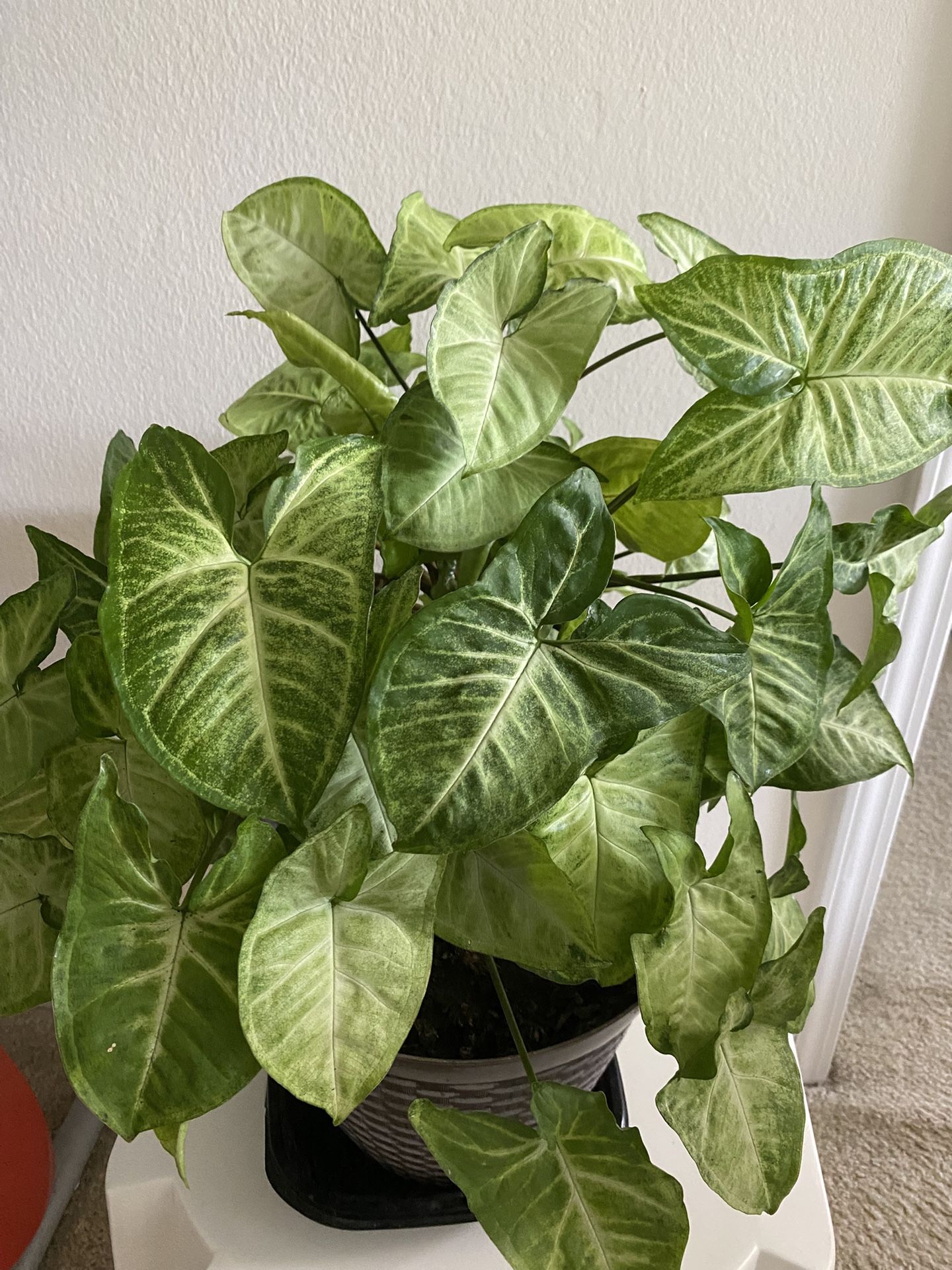 Arrowhead Plant