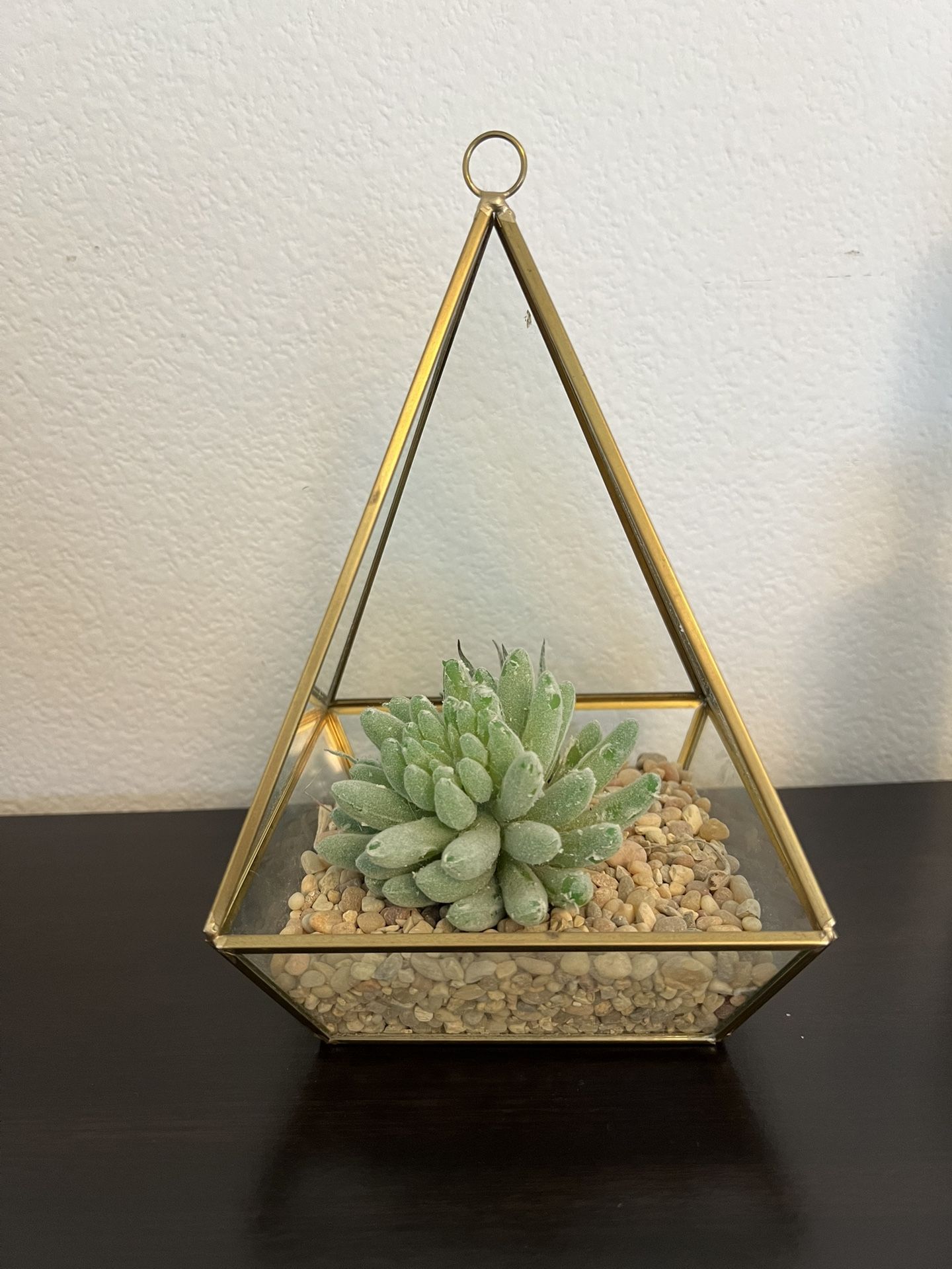 Hanging glass plant holder