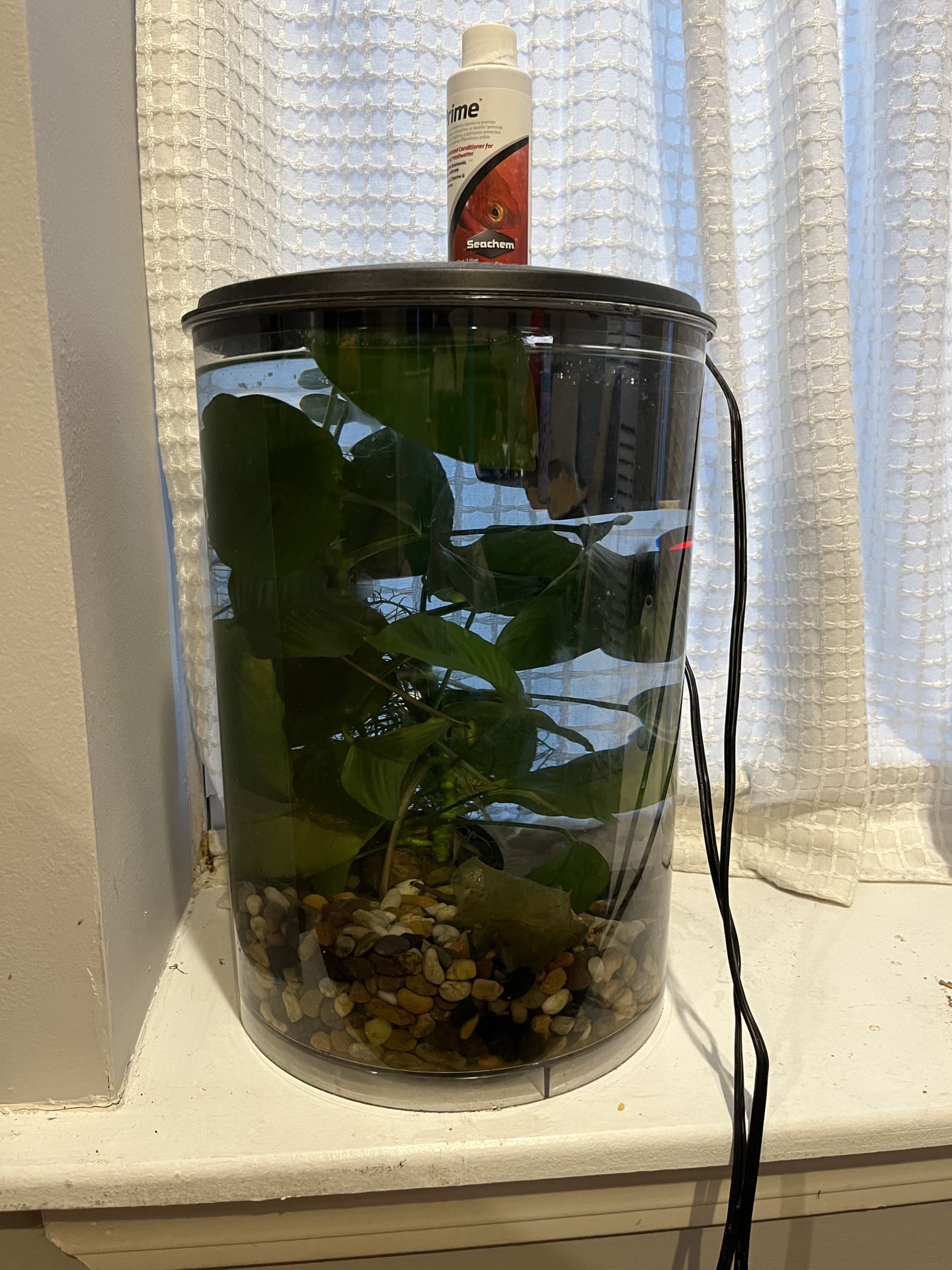Beta Fish Tank Kit LIVE PLANT AND SNAIL