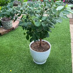 Ficus Ginseng 3 Feet High
