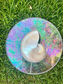 Nautilus Shell Leaded Glass