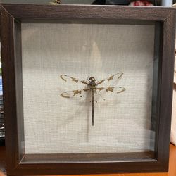 Framed Dragonfly taxidermy insect