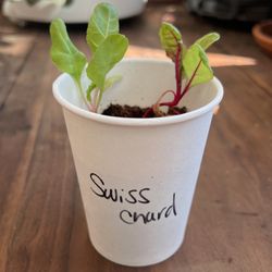Organic Swiss Chard Plant Lettuce