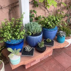 Succulents In Glazed Pots