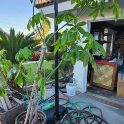 Money Tree