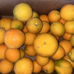 Fresh Navel Oranges🍊