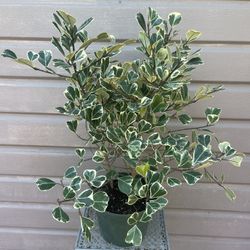 8” Variegated Ficus Triangularis