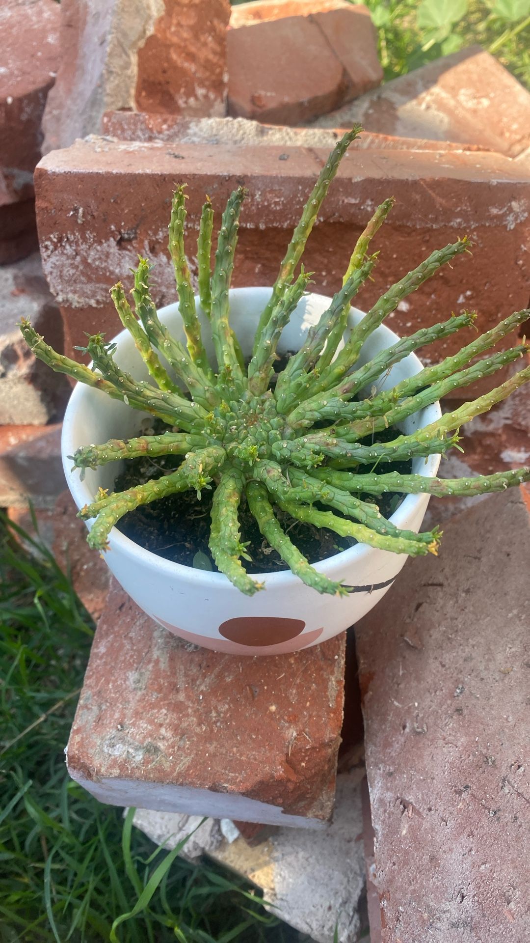 Medusa’s Head Succulent Plant