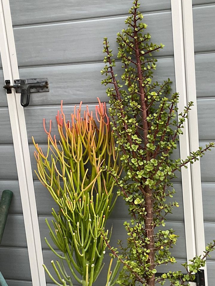 Succulent Cuttings