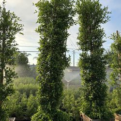 Ficus Nitida Indian Laurel Privacy Hedge